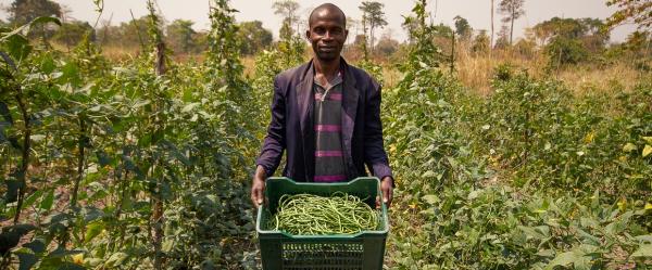 A Akpessokro en Côte d'Ivoire, Iréné a transformé sa ferme pour s'orienter vers l'agroécologie. Il fournit désormais des légumes à une entreprise sociale, qui distribue des paniers de légumes dans les villes de Yamoussoukro et d'Abidjan. © R. Belmin, Cirad
